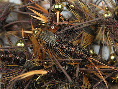 Stonefly Nymphs