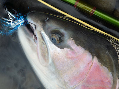 British Columbia Steelhead