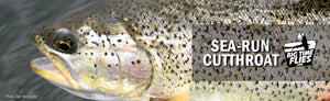 Sea Run Cutthroat